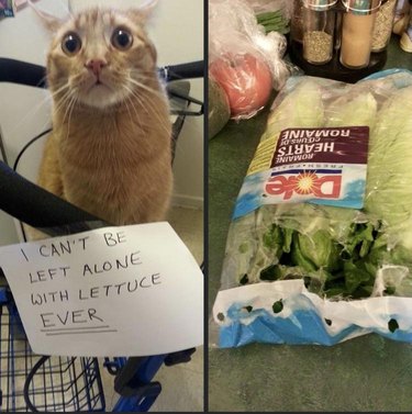 Cat being accused of attack bag of lettuce