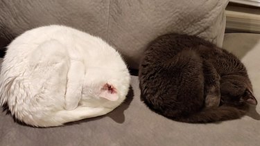 A white cat and a black cat sleeping side by side in identical bun positions