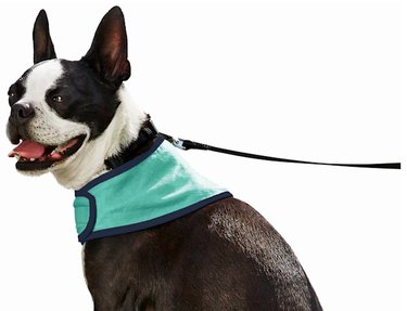 are dog bandanas safe