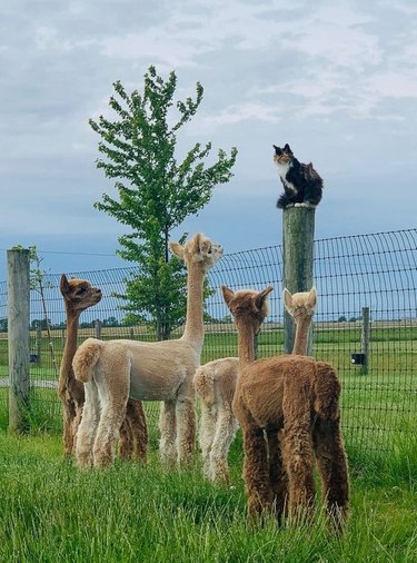 Cat sitting on fence post surrounded by alpacas