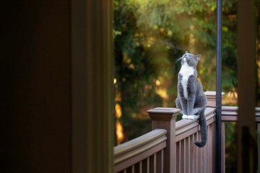 Cat sitting on a fence with its face tilted up to the sky