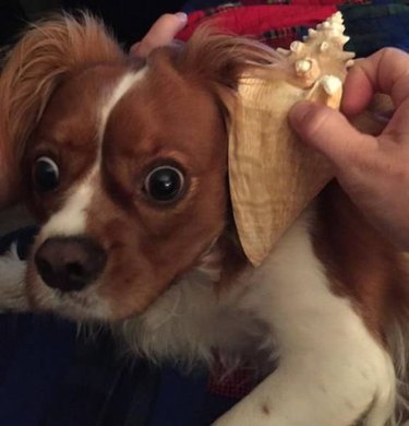 Dog looking alarmed while a conch shell is held up to its ear