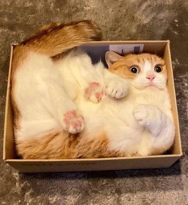 Cat squeezed into a cardboard box
