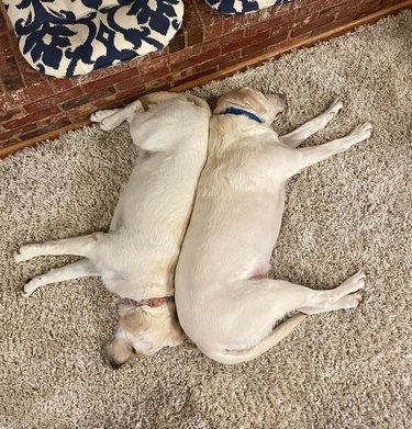 Two yellow labs sleeping head-to-toe with their backs pressed together