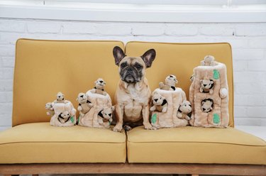 French bulldog sitting on a yellow loveseat surrounded by Outward Hound squirrel and log hide-and-seek dog toys in various sizes.