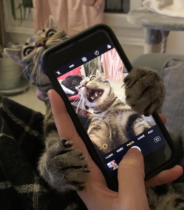 Cat grabbing smartphone displaying photo of the cat