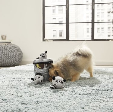 Pomeranian sticking its nose into a plush 'trash can' containing small plush racoons with squeakers inside of them.