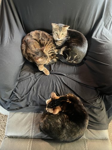 Three cats are curled into buns; two are sitting on a chair, and the other is on a foot rest.