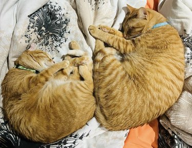 Two orange cats are curled up like buns and sleeping.