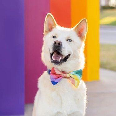 White and tan husky wearing a rainbow bow tie while standing against a rainbow-hued wall outside.