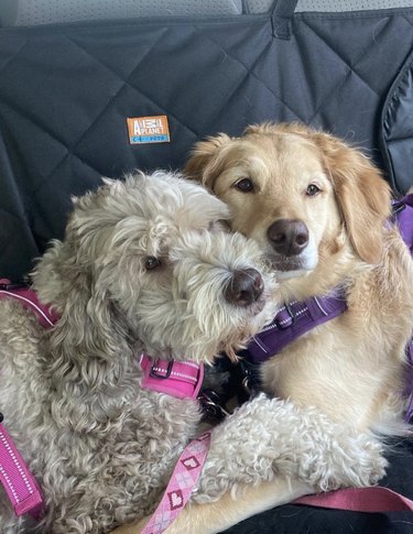 Two golden doodles are cuddling in the backseat of a car.