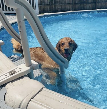 A happy golden retriever is standing in a pool.