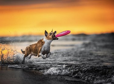 dog catching frisbee midair.