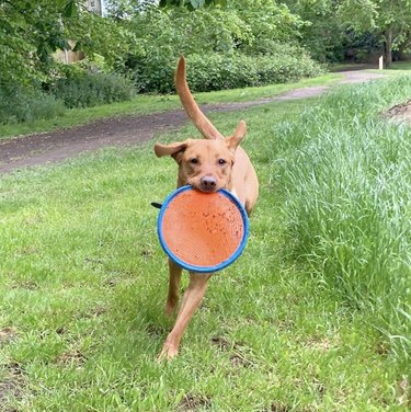 dog holding frisbee.