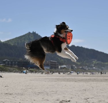 dog jumping with frisbee.