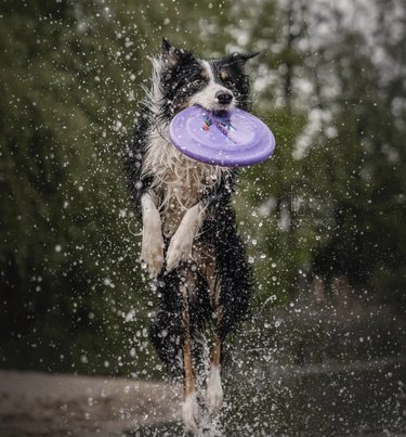dog with frisbee in mouth