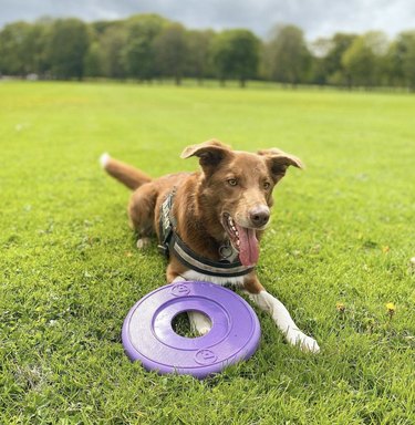 dog lying next to frisbee.