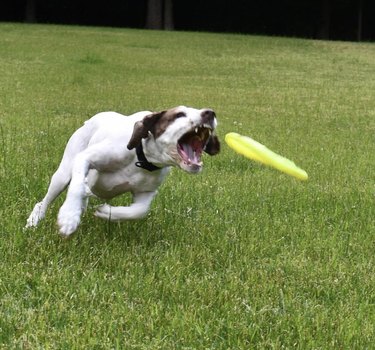 dog catching frisbee.