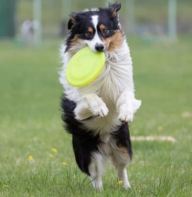 dog with frisbee.
