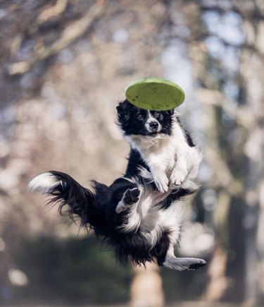 Dog hotsell catching frisbee