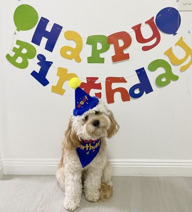 A cava doodle dog is wearing a matching bandana and party hat for their birthday, and is sitting under a rainbow "Happy Birthday" banner.