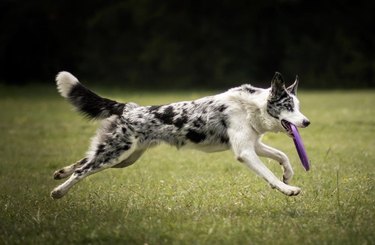 dog with frisbee in mouth.