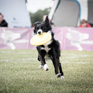 dog with frisbee in mouth.