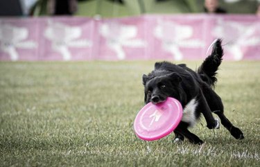 dog holding frisbee.