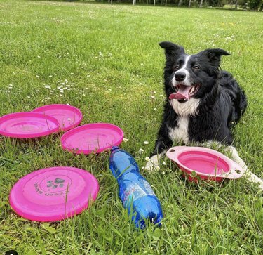 dog surrounded by frisbees