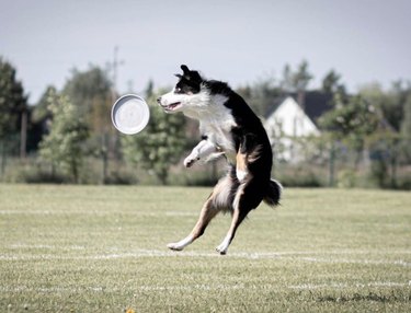 dog jumping for frisbee.