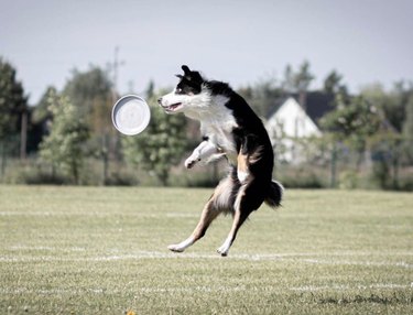 dog jumping for frisbee