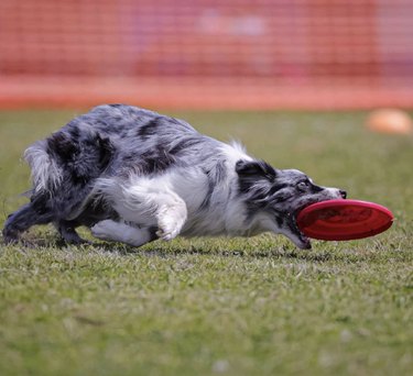 dog holding frisbee.