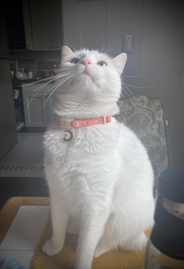 A white cat is looking up and wearing a pink collar, which matches their pink nose.