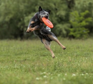 dog catching frisbee midair.