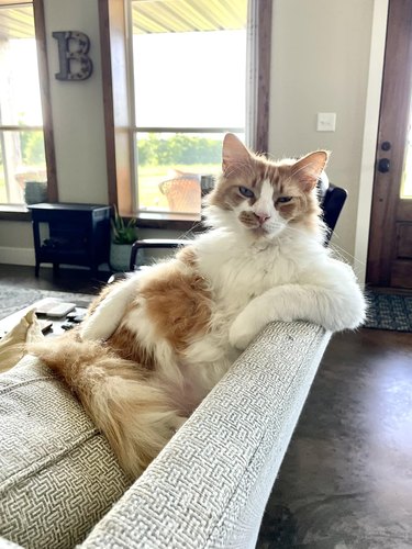 A cat is sitting on a couch with their arm propped up like a human.