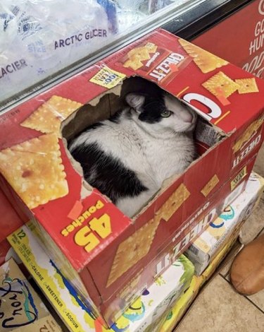 A black and white cat is sitting in a box of cheez-its and looking at the camera.
