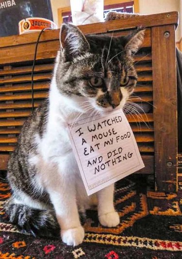 A cat has a sign on them that says, "I watched a mouse eat my food and did nothing."