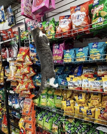 A cat is climbing up a shelf of potato chips in a bodega.