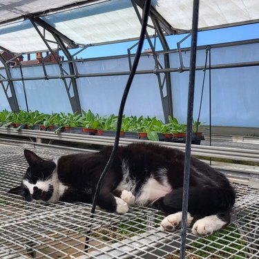 A black and white cat is sleeping in a garden nursery.