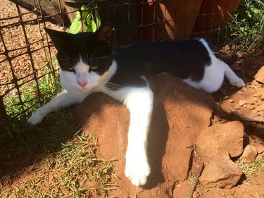 A lazy black and white cat is lounging on a warm rock in the sun.