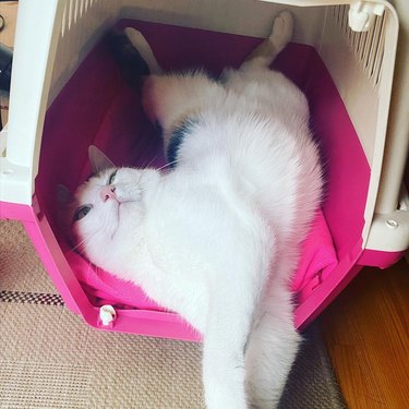 A lazy cat is in their carrier, and flopped on back and stomach at the same time.