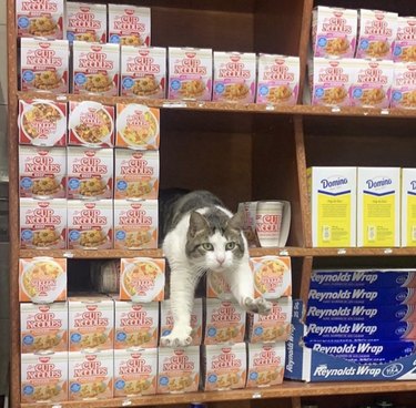 A cat is leaning out of a display case filled with cup noodles.