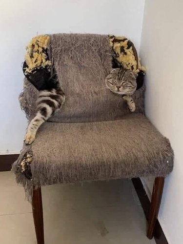 A lazy cat is sleeping inside an upholstered chair that has been clawed.