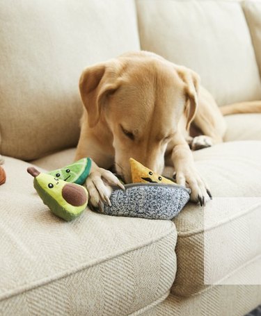 A yellow lab on the couch chewing on a guacamole themed hide and seek toy.