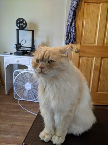 cat sits in front of fan
