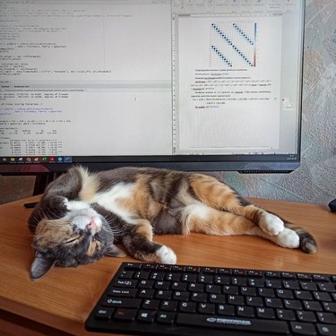 A lazy cat is sleeping in front of a computer monitor.