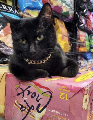 A black cat is sitting on top of a box of hibiscus La Croix in a bodega.
