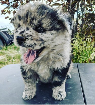 A spotted puppy is sitting on the sidewalk with its mouth open. Its pink tongue has black spots.