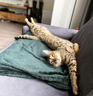 A lazy cat looks like they're reaching for a cell phone charger.