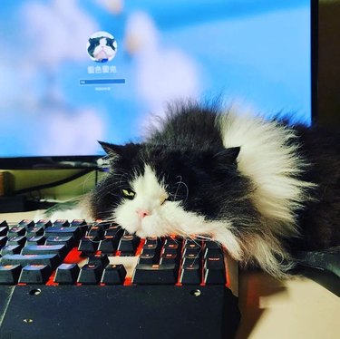 A lazy cat is resting their head on a computer keyboard.